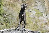 DOGUE ALLEMAND 031